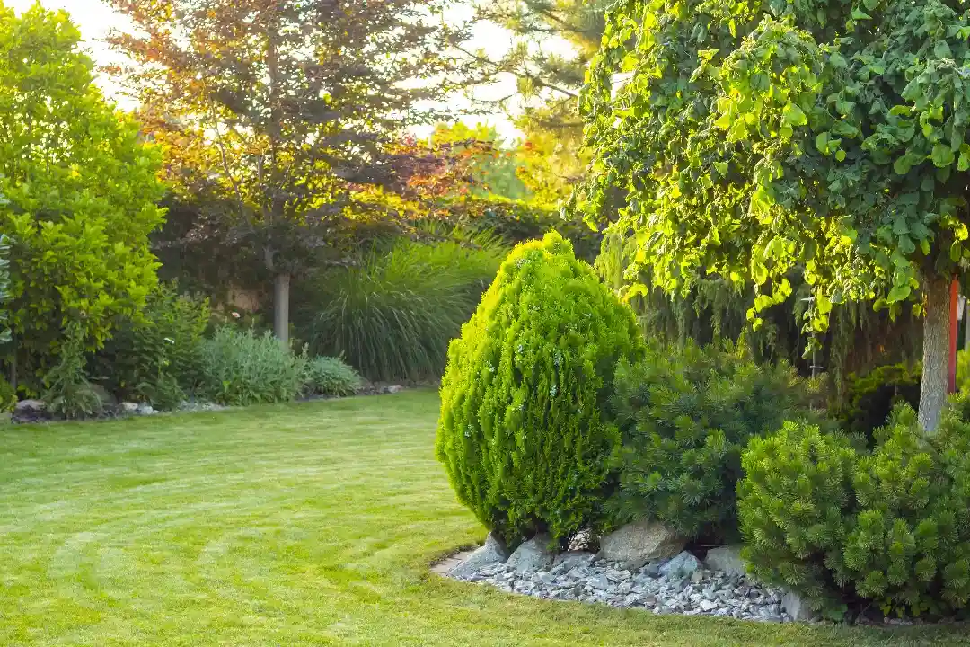 NDIS Gardening Services Adelaide