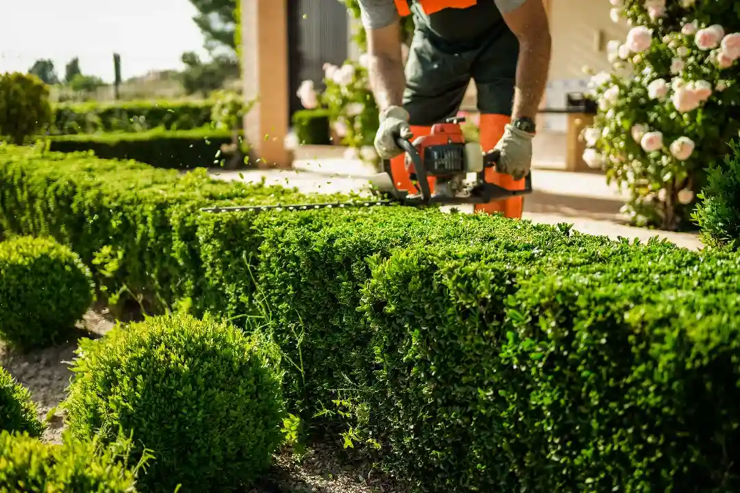 NDIS Gardening Services Adelaide